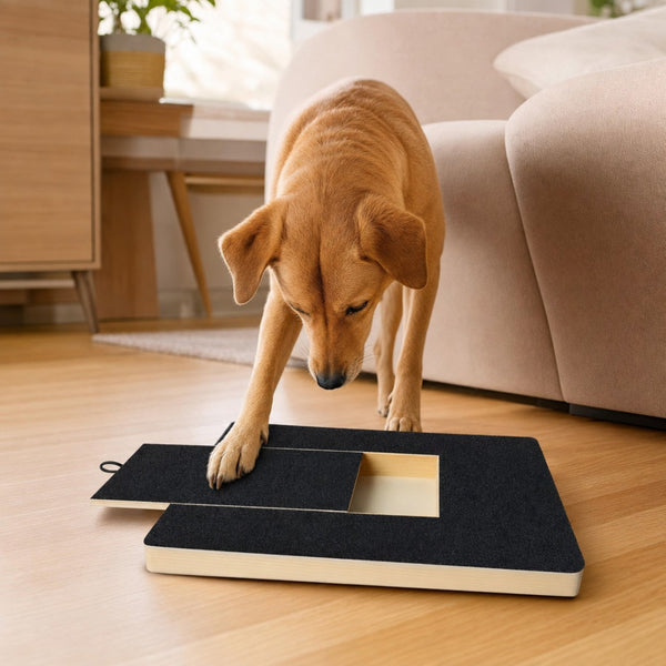 Perro rascando la PataLima en el living para llegar al premio
